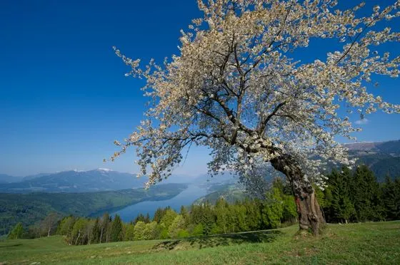 Frühling – Foto 5