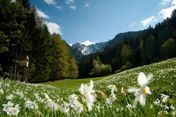 Frühling – Foto 9